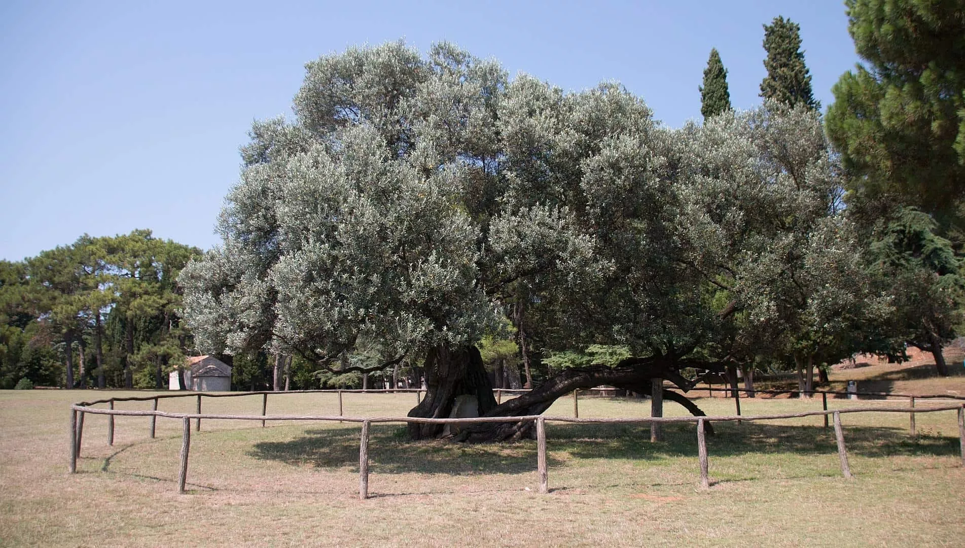 imgi_73_brijuni-1700-year-old-olive-tree.jpg