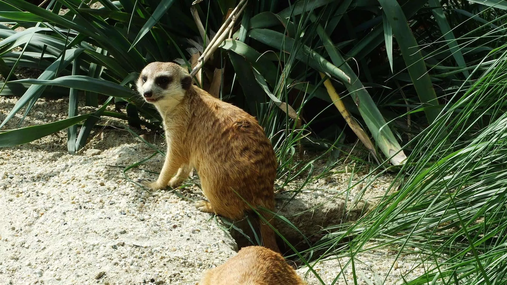 imgi_80_maksimir-zoo-meerkat.jpg